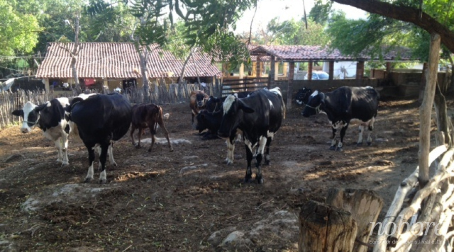 Fazenda para vender em Maranguape